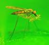 Sciapus platypterus